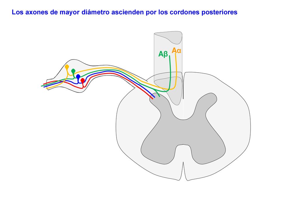 Los axones de mayor diámetro ascienden por los cordones posteriores