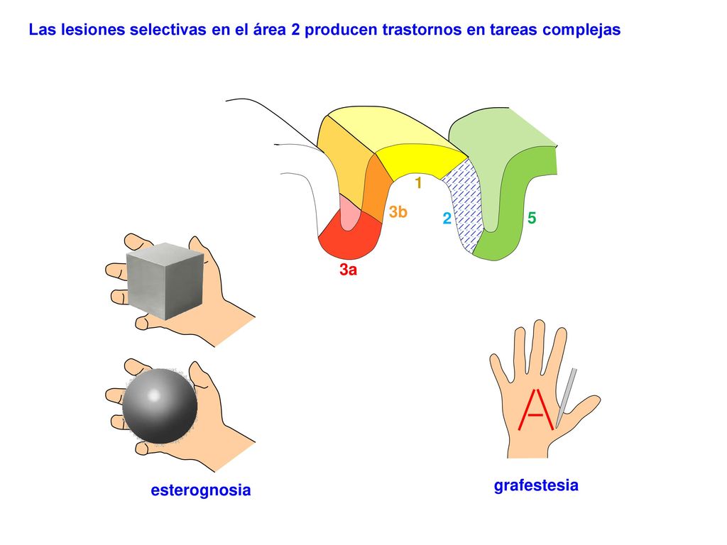 Las lesiones selectivas en el área 2 producen trastornos en tareas complejas