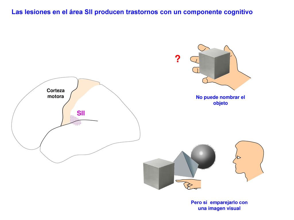 No puede nombrar el objeto Pero sí emparejarlo con una imagen visual