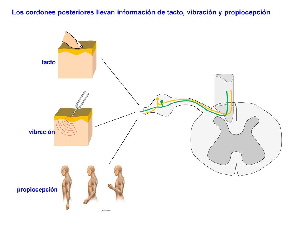 Los cordones posteriores llevan información de tacto, vibración y propiocepción
