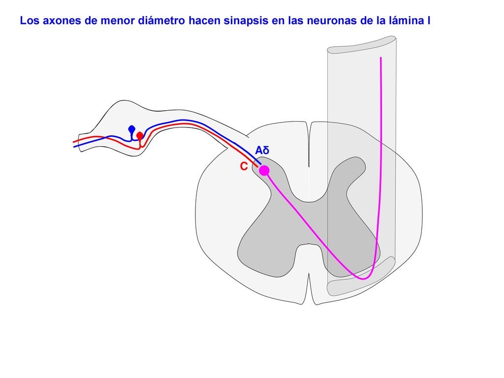Los axones de menor diámetro hacen sinapsis en las neuronas de la lámina I