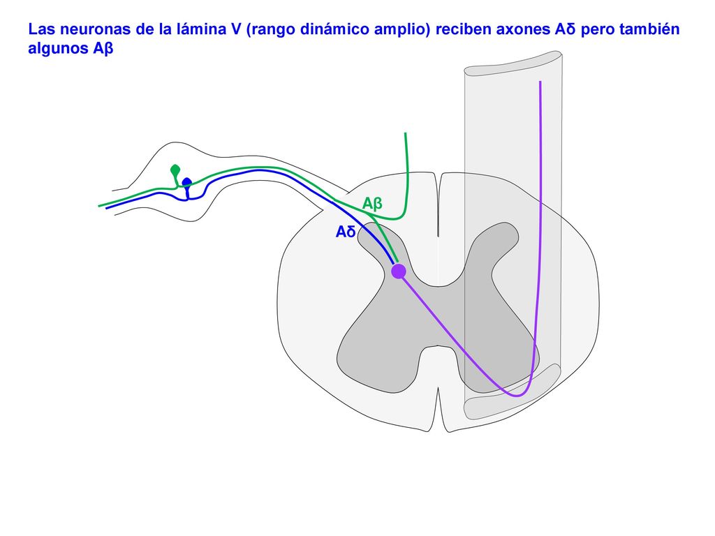 Las neuronas de la lámina V (rango dinámico amplio) reciben axones Aδ pero también algunos Aβ