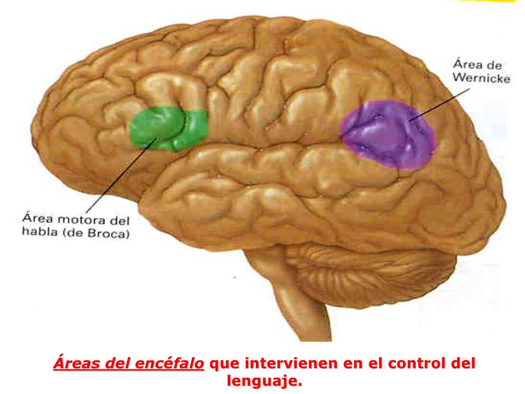 Áreas del encéfalo que intervienen en el control del lenguaje.