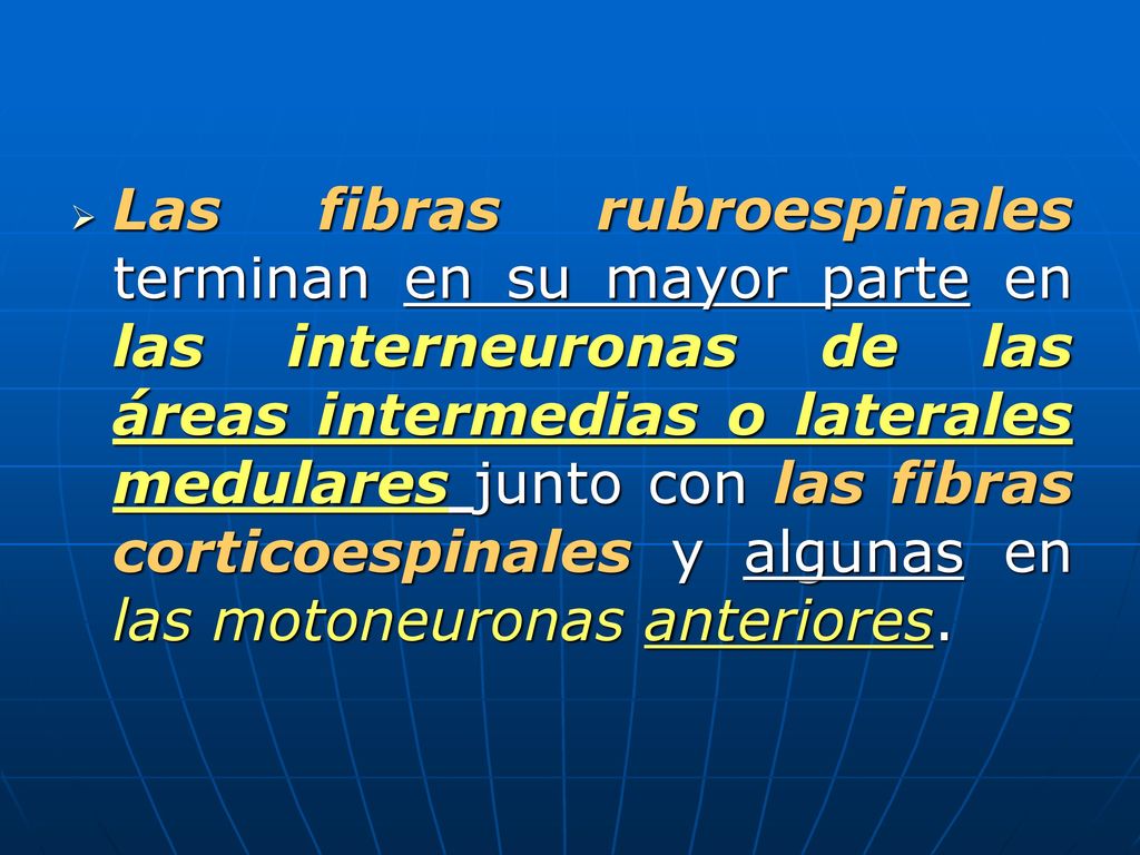 Las fibras rubroespinales terminan en su mayor parte en las interneuronas de las áreas intermedias o laterales medulares junto con las fibras corticoespinales y algunas en las motoneuronas anteriores.