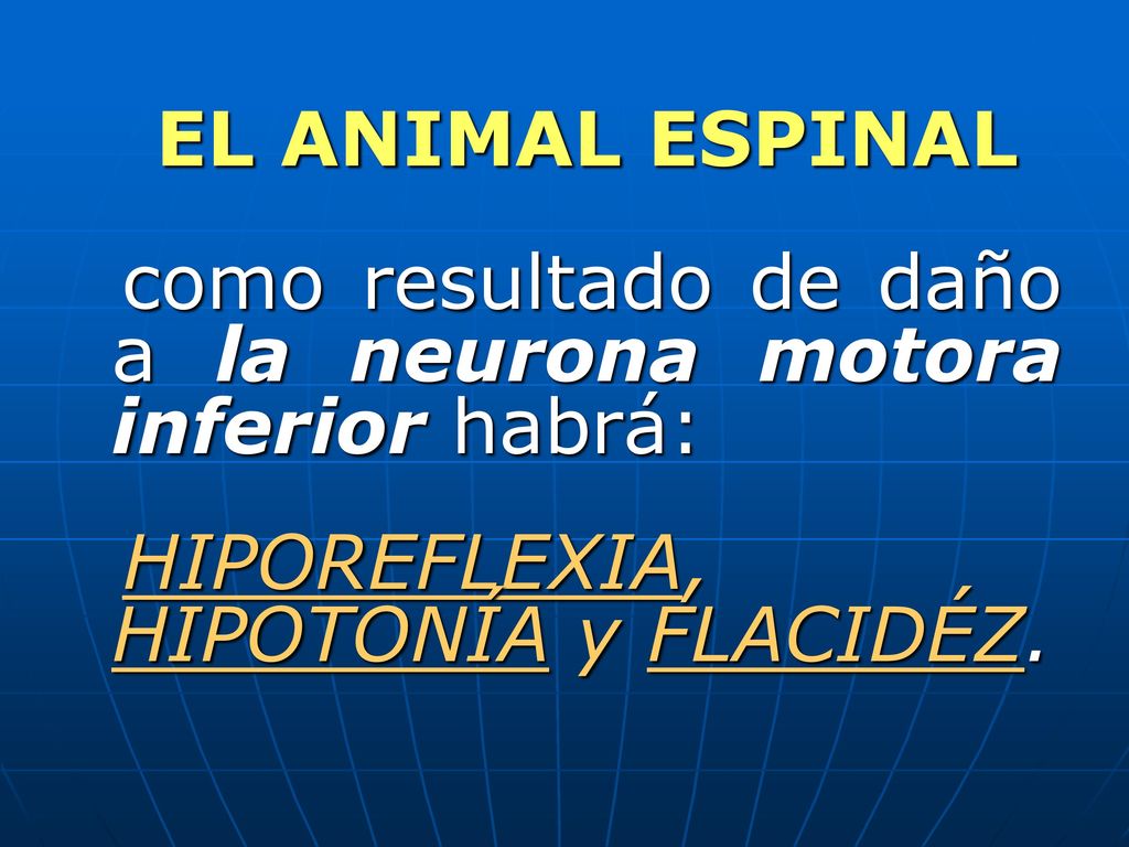 EL ANIMAL ESPINAL como resultado de daño a la neurona motora inferior habrá: HIPOREFLEXIA, HIPOTONÍA y FLACIDÉZ.