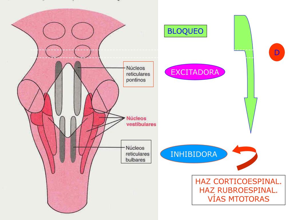BLOQUEO D EXCITADORA INHIBIDORA HAZ CORTICOESPINAL. HAZ RUBROESPINAL.