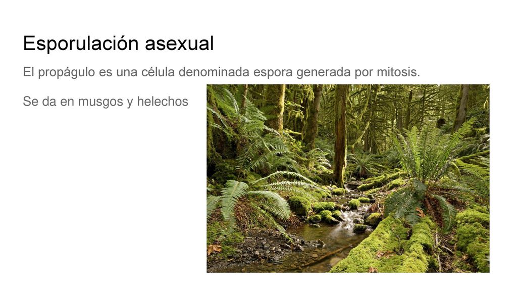 Esporulación asexual El propágulo es una célula denominada espora generada por mitosis.