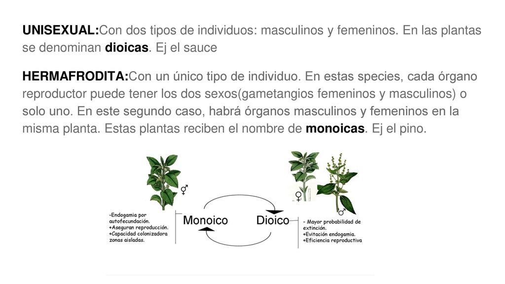 UNISEXUAL:Con dos tipos de individuos: masculinos y femeninos
