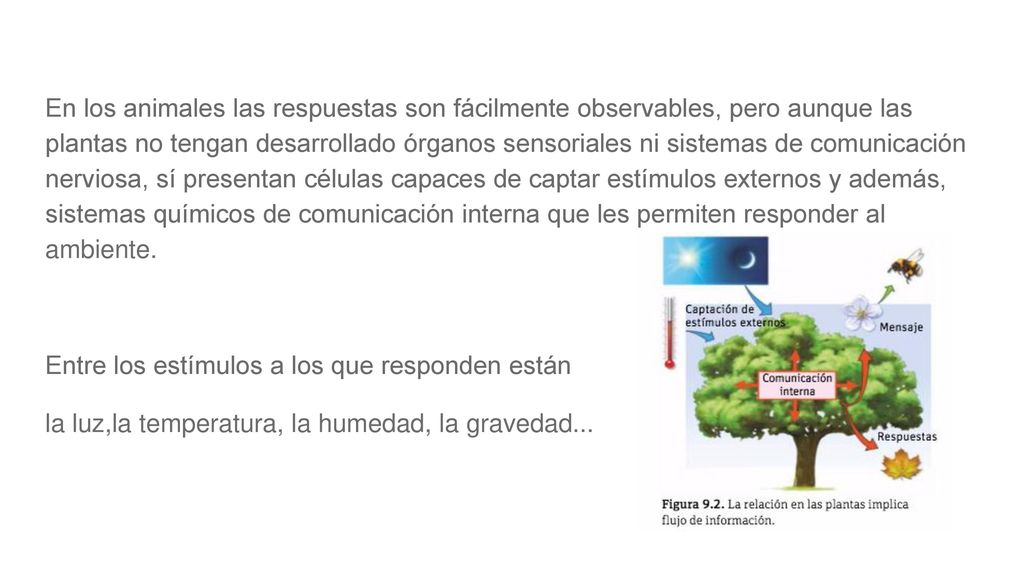 En los animales las respuestas son fácilmente observables, pero aunque las plantas no tengan desarrollado órganos sensoriales ni sistemas de comunicación nerviosa, sí presentan células capaces de captar estímulos externos y además, sistemas químicos de comunicación interna que les permiten responder al ambiente.