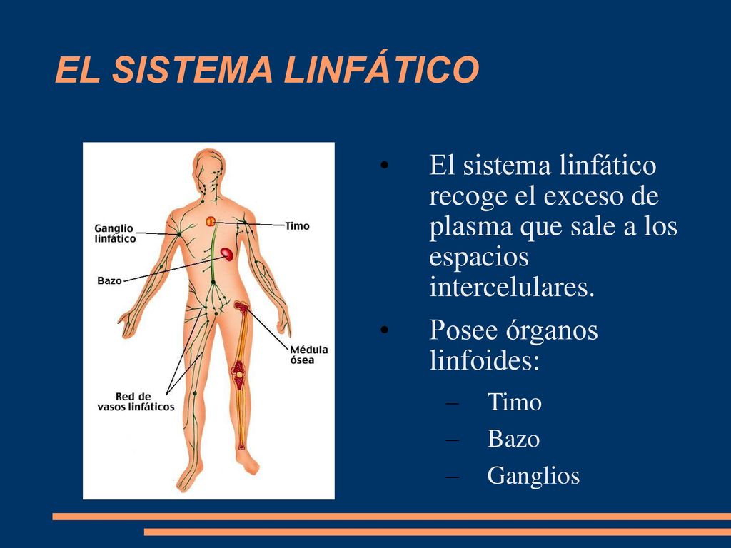 EL SISTEMA LINFÁTICO El sistema linfático recoge el exceso de plasma que sale a los espacios intercelulares.