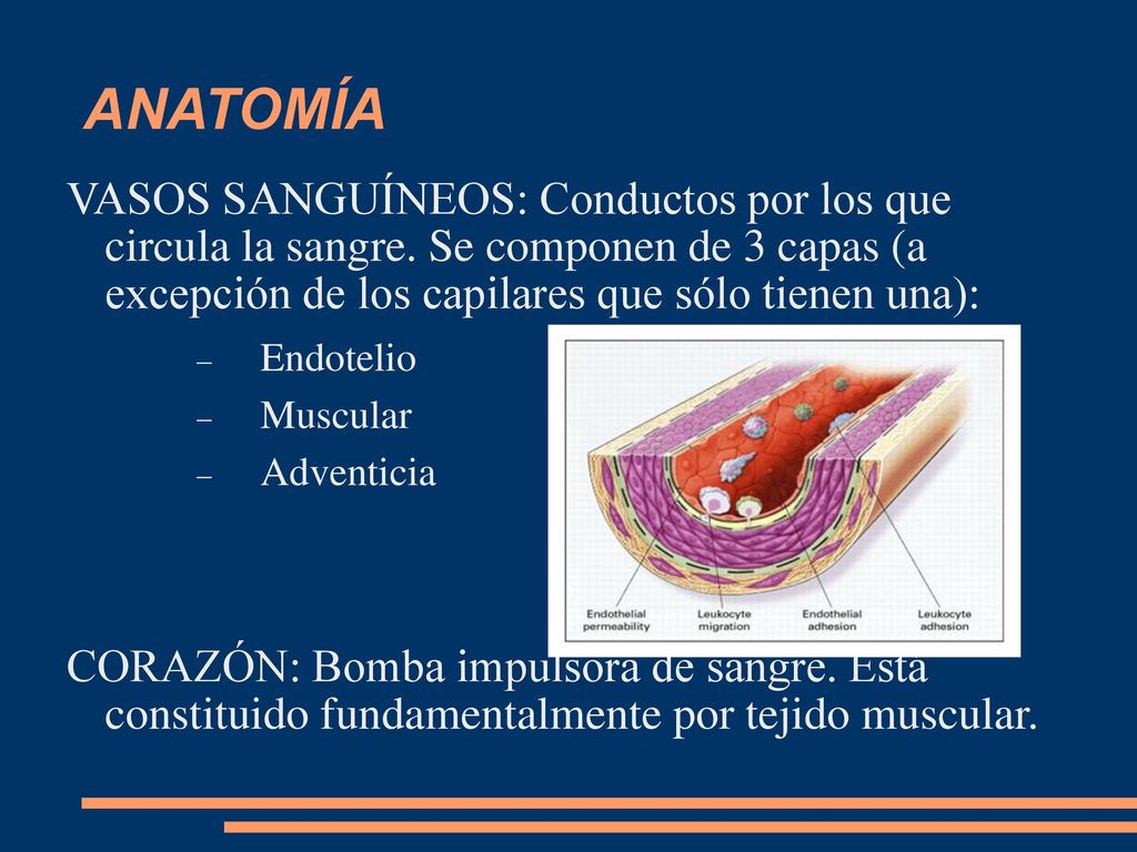 ANATOMÍA VASOS SANGUÍNEOS: Conductos por los que circula la sangre. Se componen de 3 capas (a excepción de los capilares que sólo tienen una):