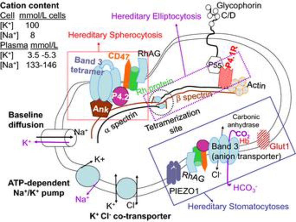 Structural organization and functions of various red cell membrane proteins in health and disease.
