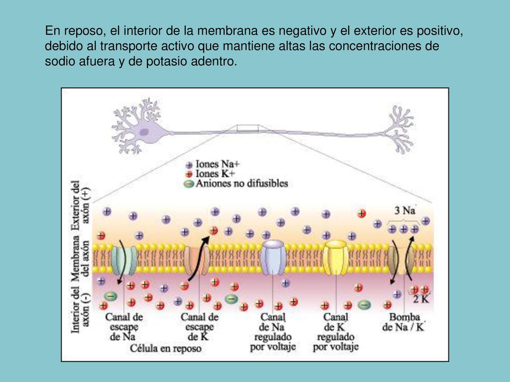 En reposo, el interior de la membrana es negativo y el exterior es positivo, debido al transporte activo que mantiene altas las concentraciones de sodio afuera y de potasio adentro.