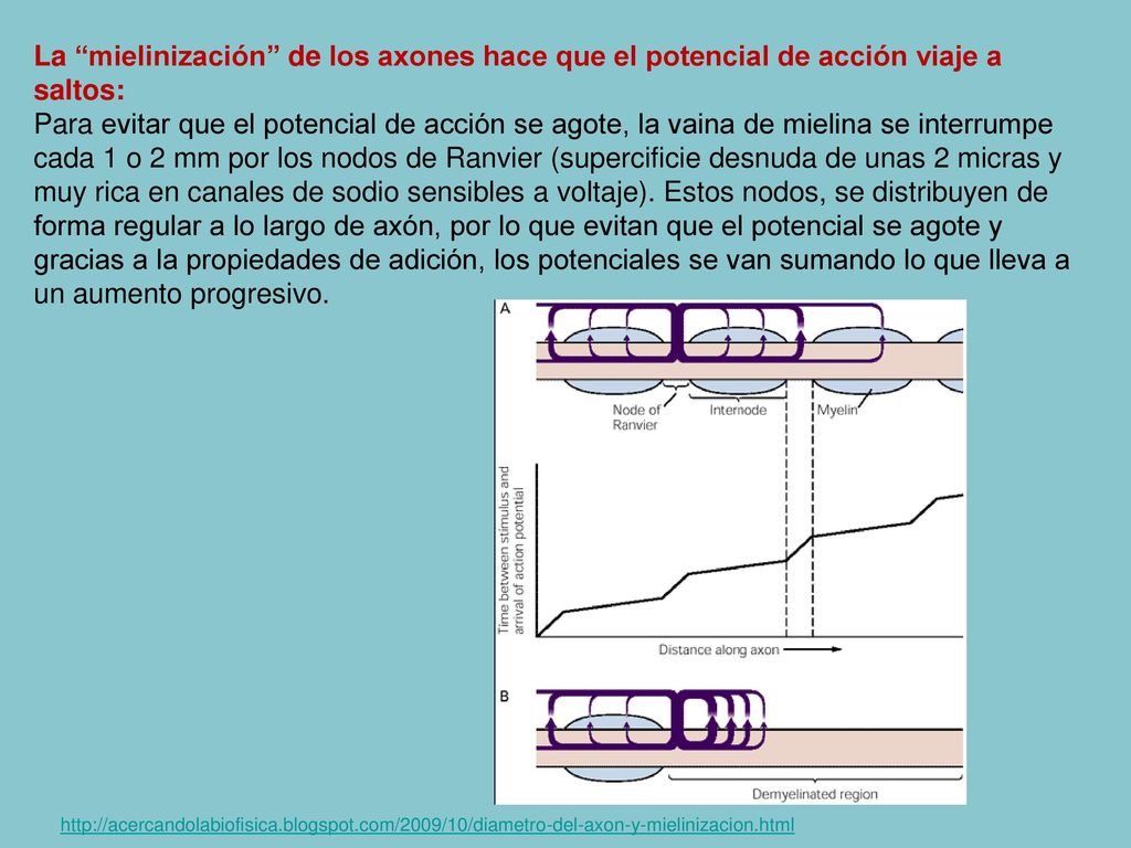 La mielinización de los axones hace que el potencial de acción viaje a saltos: