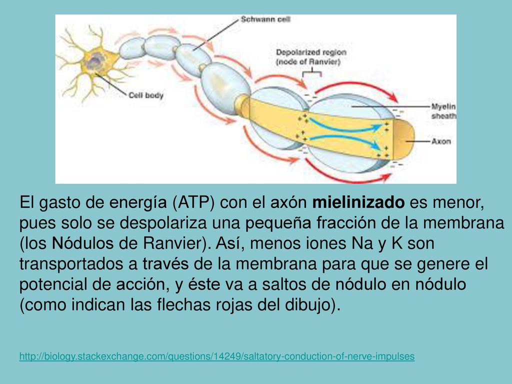 El gasto de energía (ATP) con el axón mielinizado es menor, pues solo se despolariza una pequeña fracción de la membrana (los Nódulos de Ranvier). Así, menos iones Na y K son transportados a través de la membrana para que se genere el potencial de acción, y éste va a saltos de nódulo en nódulo (como indican las flechas rojas del dibujo).