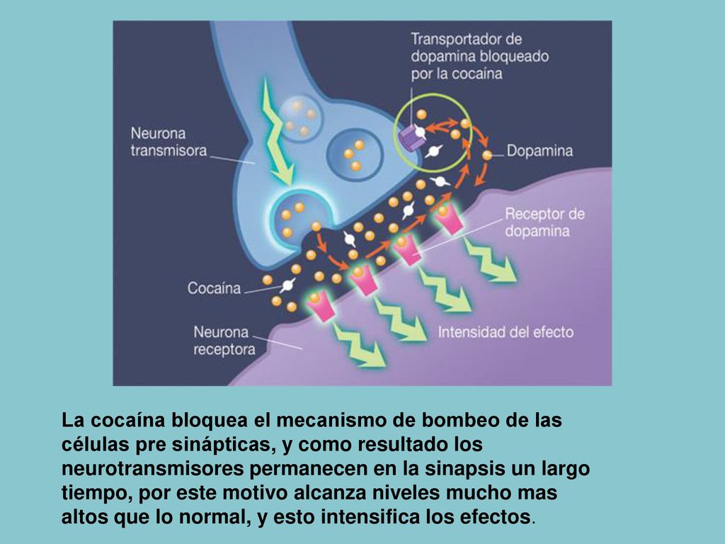 La cocaína bloquea el mecanismo de bombeo de las células pre sinápticas, y como resultado los neurotransmisores permanecen en la sinapsis un largo tiempo, por este motivo alcanza niveles mucho mas altos que lo normal, y esto intensifica los efectos.