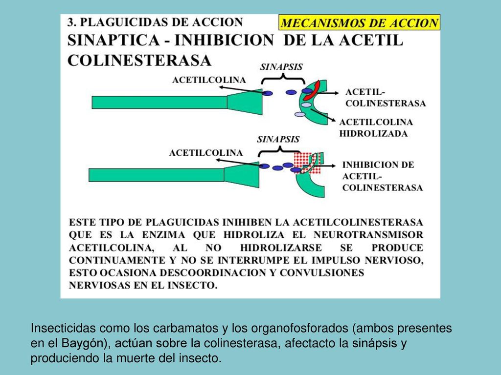 Insecticidas como los carbamatos y los organofosforados (ambos presentes en el Baygón), actúan sobre la colinesterasa, afectacto la sinápsis y produciendo la muerte del insecto.