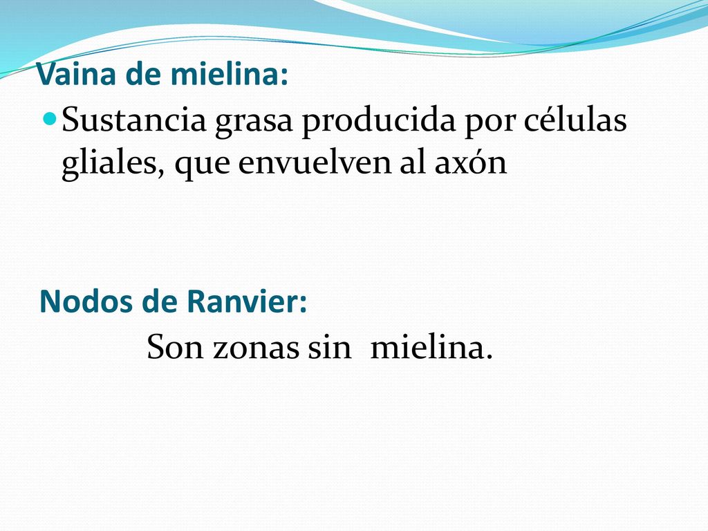 Vaina de mielina: Sustancia grasa producida por células gliales, que envuelven al axón. Nodos de Ranvier: