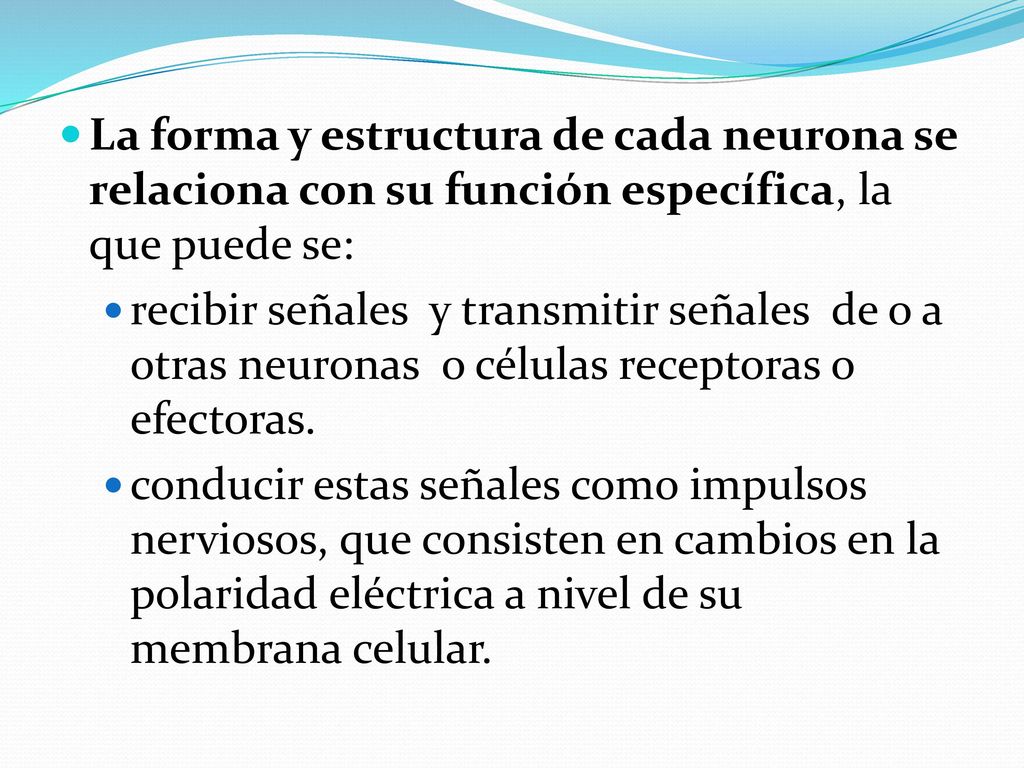 La forma y estructura de cada neurona se relaciona con su función específica, la que puede se: