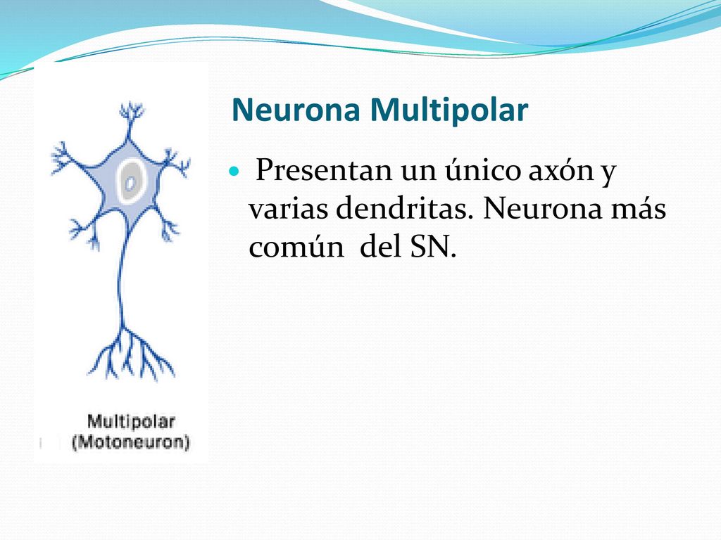 Neurona Multipolar Presentan un único axón y varias dendritas. Neurona más común del SN.