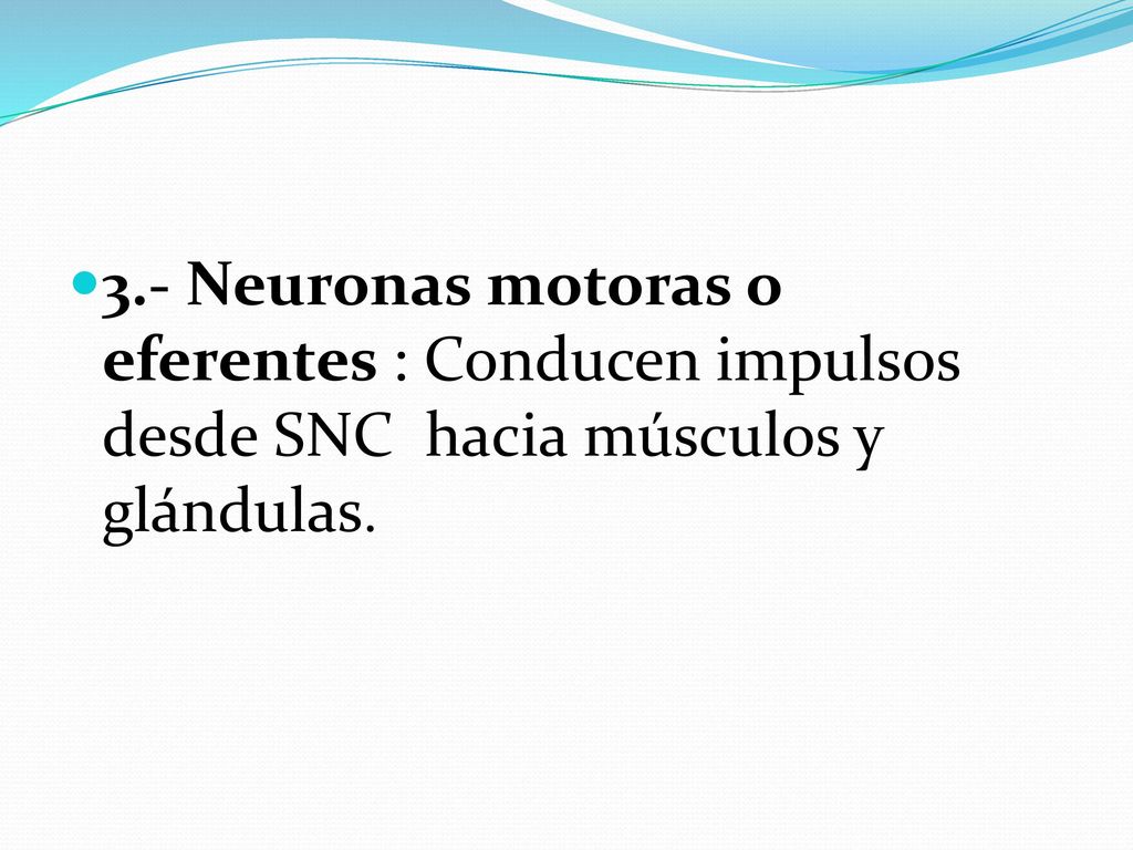 3.- Neuronas motoras o eferentes : Conducen impulsos desde SNC hacia músculos y glándulas.