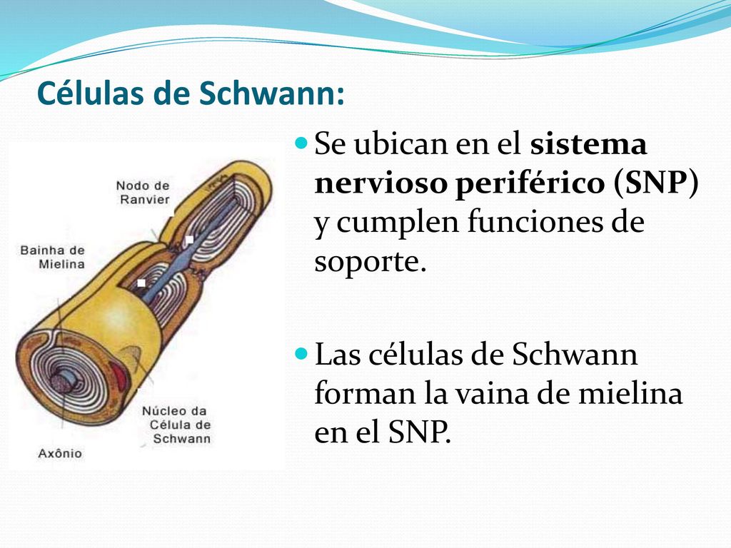 Células de Schwann: Se ubican en el sistema nervioso periférico (SNP) y cumplen funciones de soporte.
