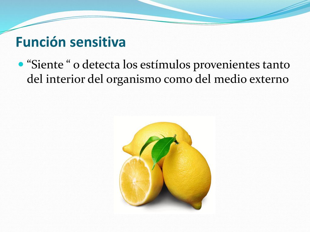 Función sensitiva Siente o detecta los estímulos provenientes tanto del interior del organismo como del medio externo.