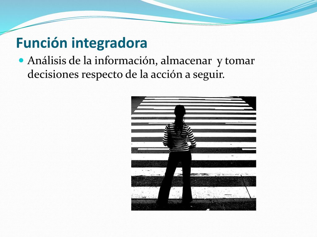 Función integradora Análisis de la información, almacenar y tomar decisiones respecto de la acción a seguir.