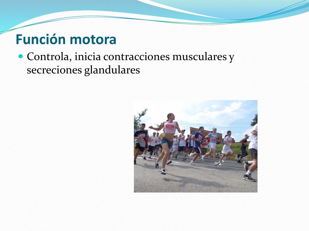 Función motora Controla, inicia contracciones musculares y secreciones glandulares
