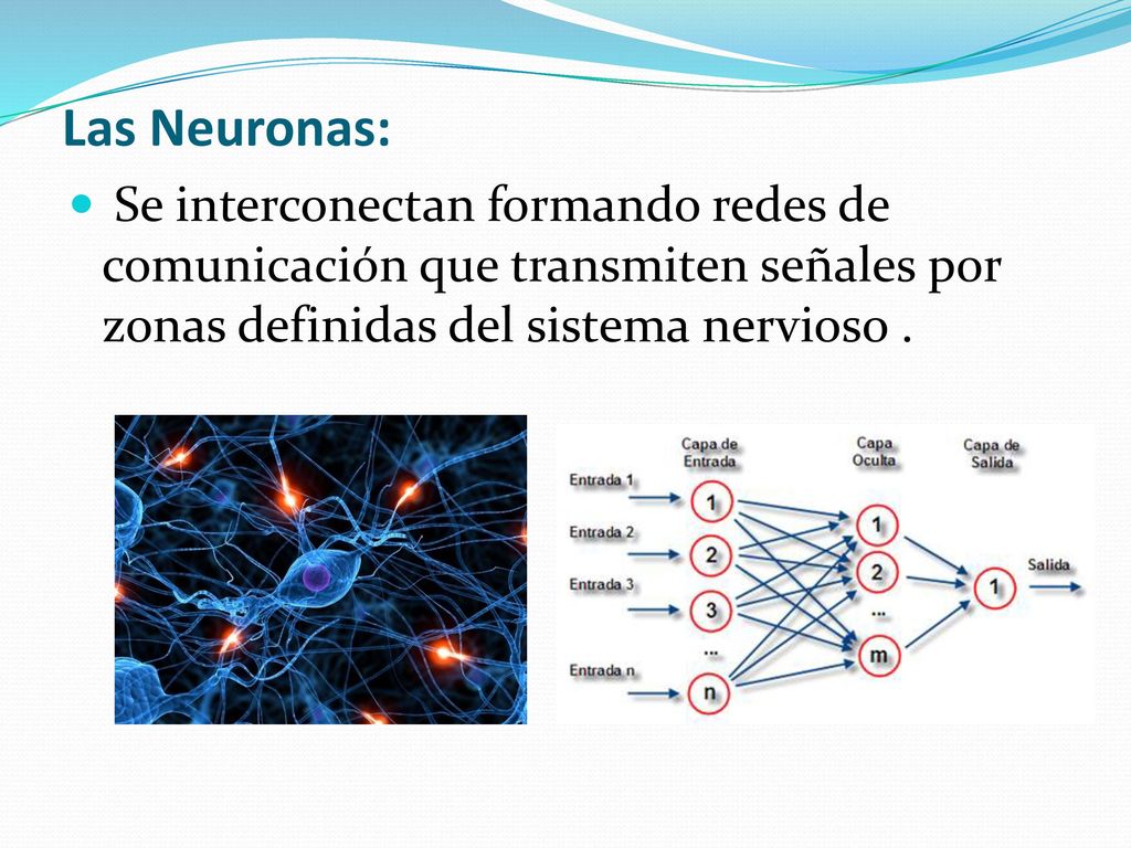 Las Neuronas: Se interconectan formando redes de comunicación que transmiten señales por zonas definidas del sistema nervioso .