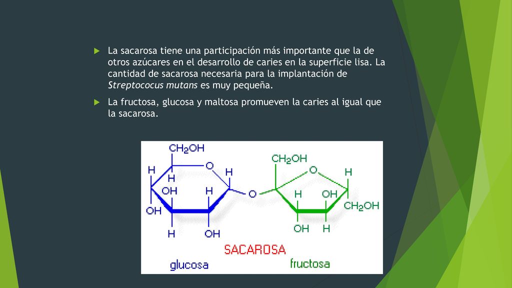 La sacarosa tiene una participación más importante que la de otros azúcares en el desarrollo de caries en la superficie lisa. La cantidad de sacarosa necesaria para la implantación de Streptococus mutans es muy pequeña.