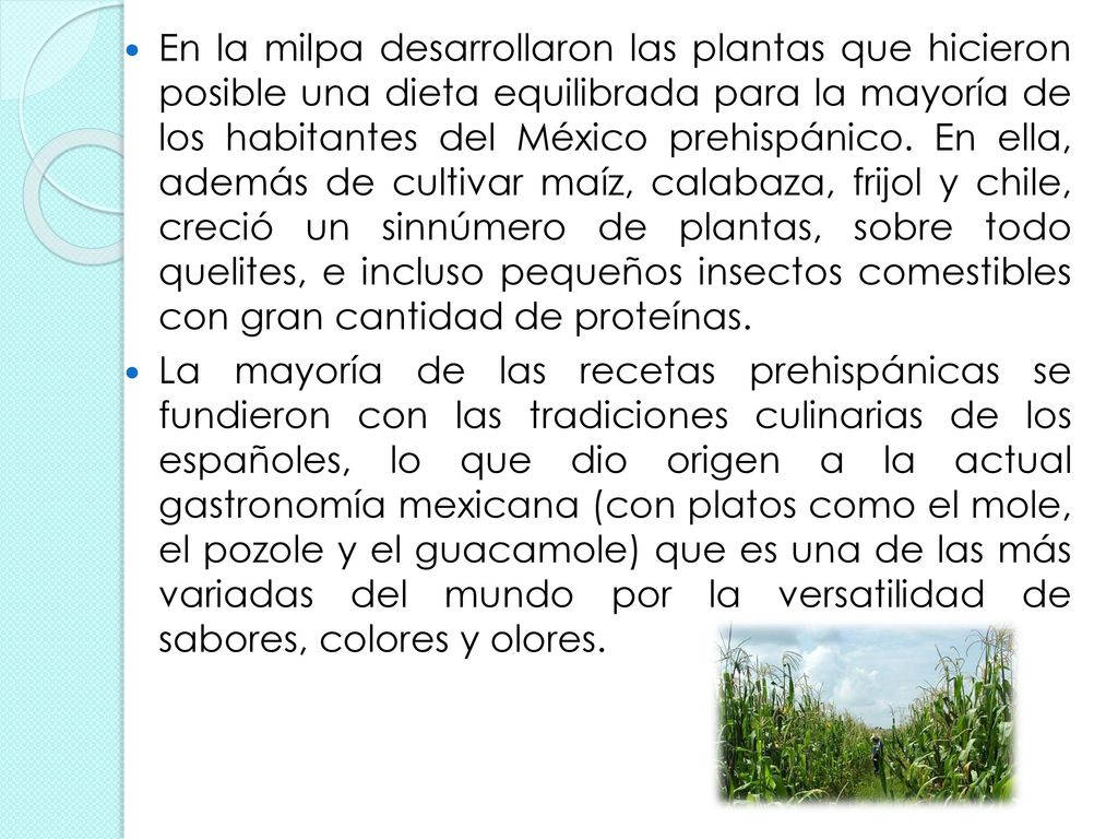En la milpa desarrollaron las plantas que hicieron posible una dieta equilibrada para la mayoría de los habitantes del México prehispánico. En ella, además de cultivar maíz, calabaza, frijol y chile, creció un sinnúmero de plantas, sobre todo quelites, e incluso pequeños insectos comestibles con gran cantidad de proteínas.