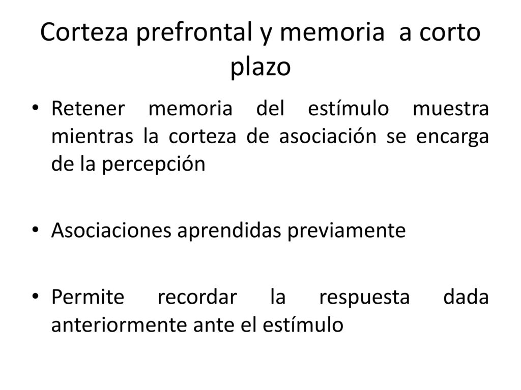 Corteza prefrontal y memoria a corto plazo