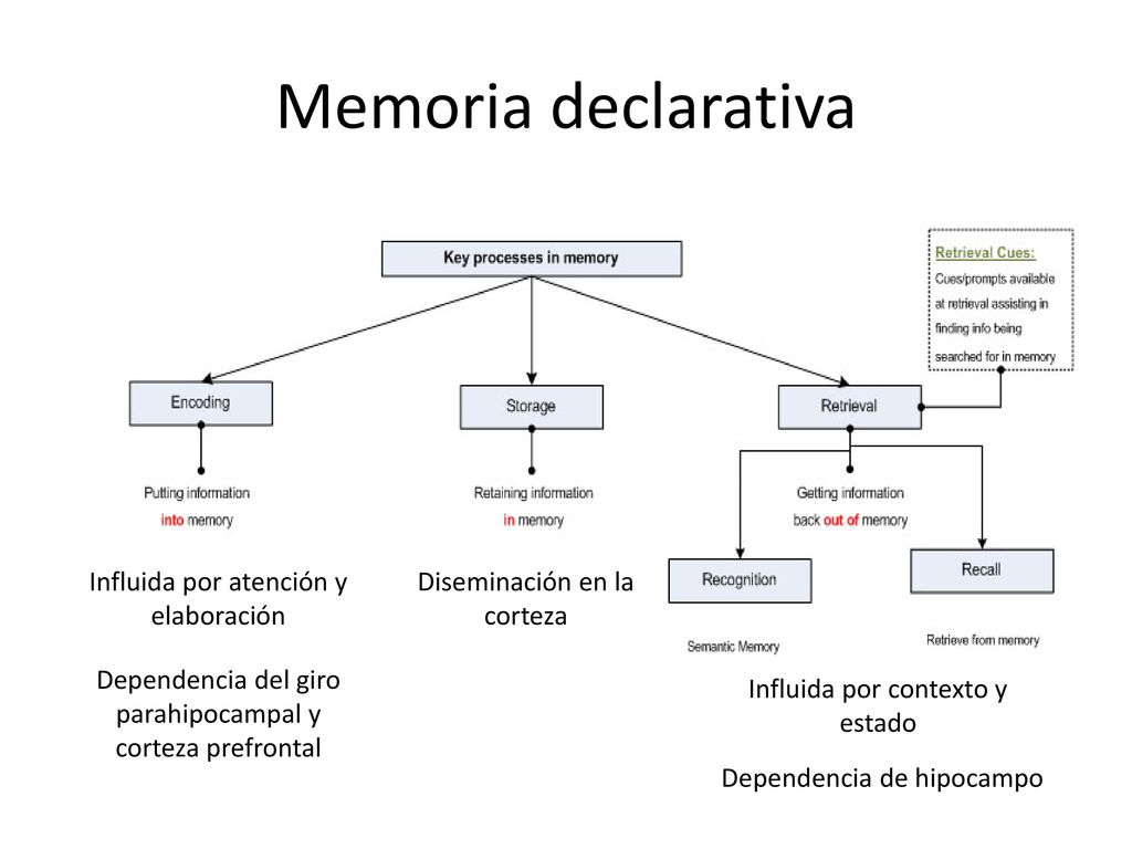 Memoria declarativa Influida por atención y elaboración