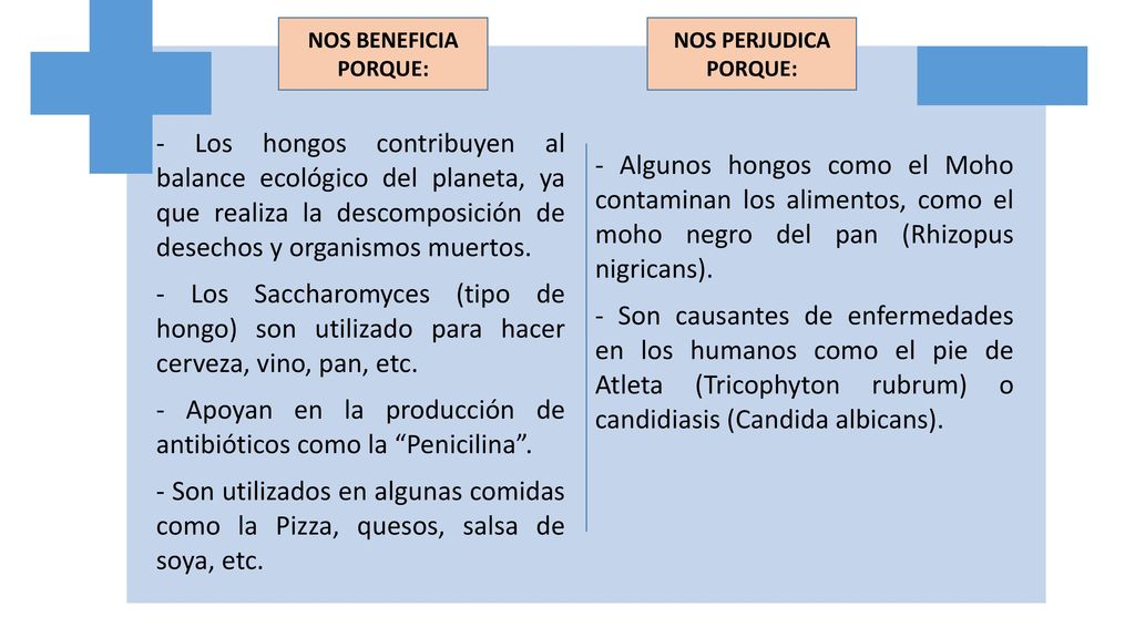 - Apoyan en la producción de antibióticos como la Penicilina .