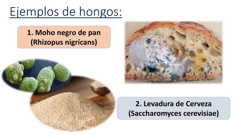 Ejemplos de hongos: 1. Moho negro de pan (Rhizopus nigrícans)