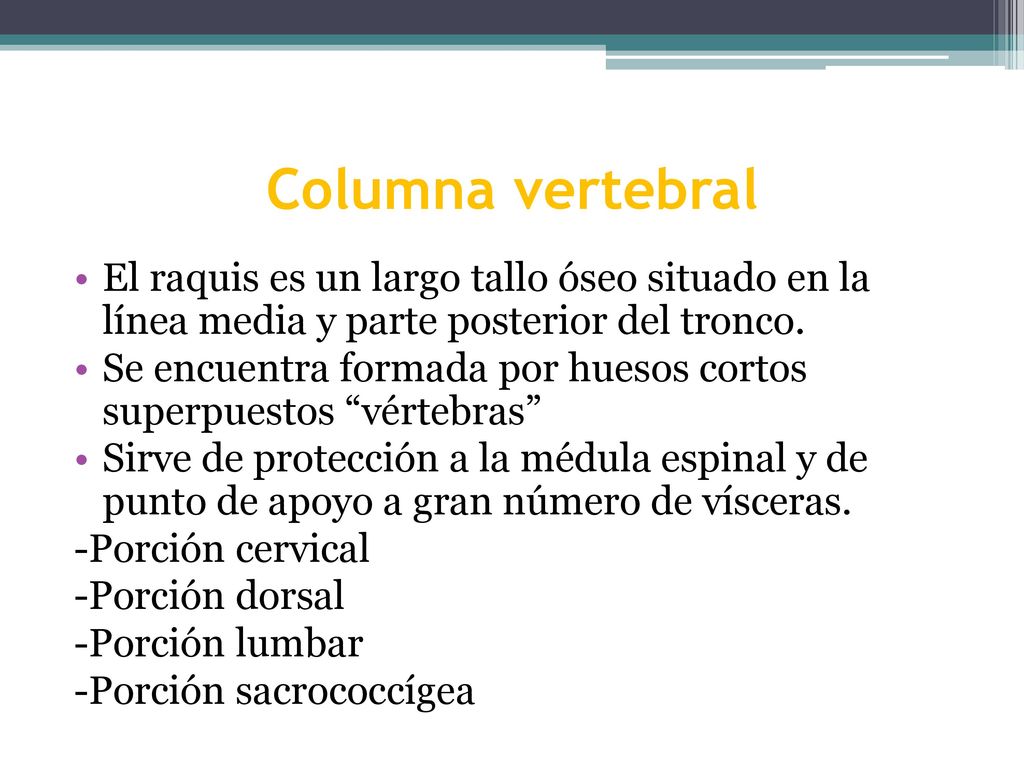 Columna vertebral El raquis es un largo tallo óseo situado en la línea media y parte posterior del tronco.