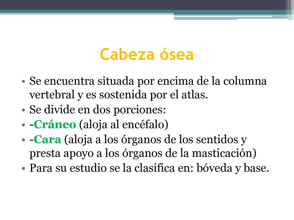 Cabeza ósea Se encuentra situada por encima de la columna vertebral y es sostenida por el atlas. Se divide en dos porciones: