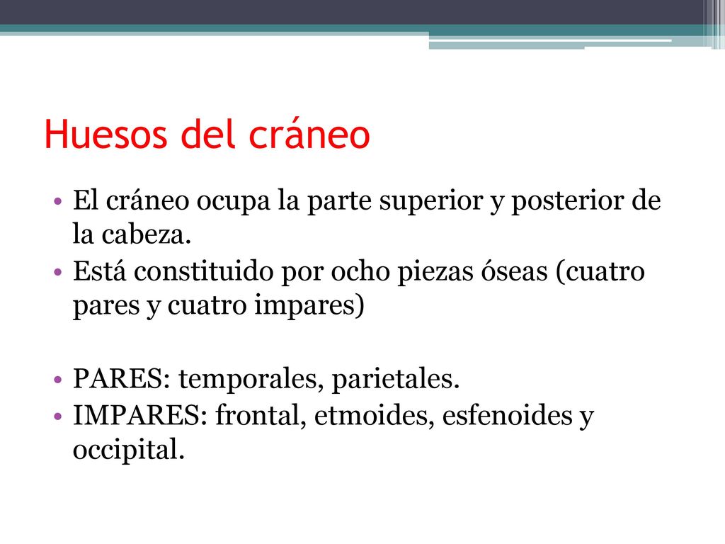 Huesos del cráneo El cráneo ocupa la parte superior y posterior de la cabeza.