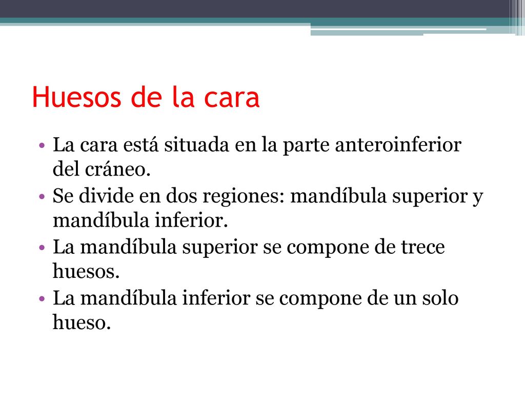 Huesos de la cara La cara está situada en la parte anteroinferior del cráneo. Se divide en dos regiones: mandíbula superior y mandíbula inferior.