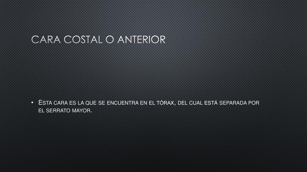 Cara costal o anterior Esta cara es la que se encuentra en el tórax, del cual está separada por el serrato mayor.