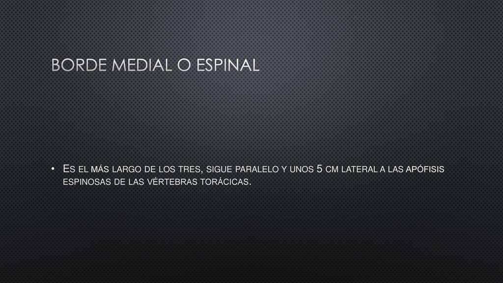 Borde medial o espinal Es el más largo de los tres, sigue paralelo y unos 5 cm lateral a las apófisis espinosas de las vértebras torácicas.