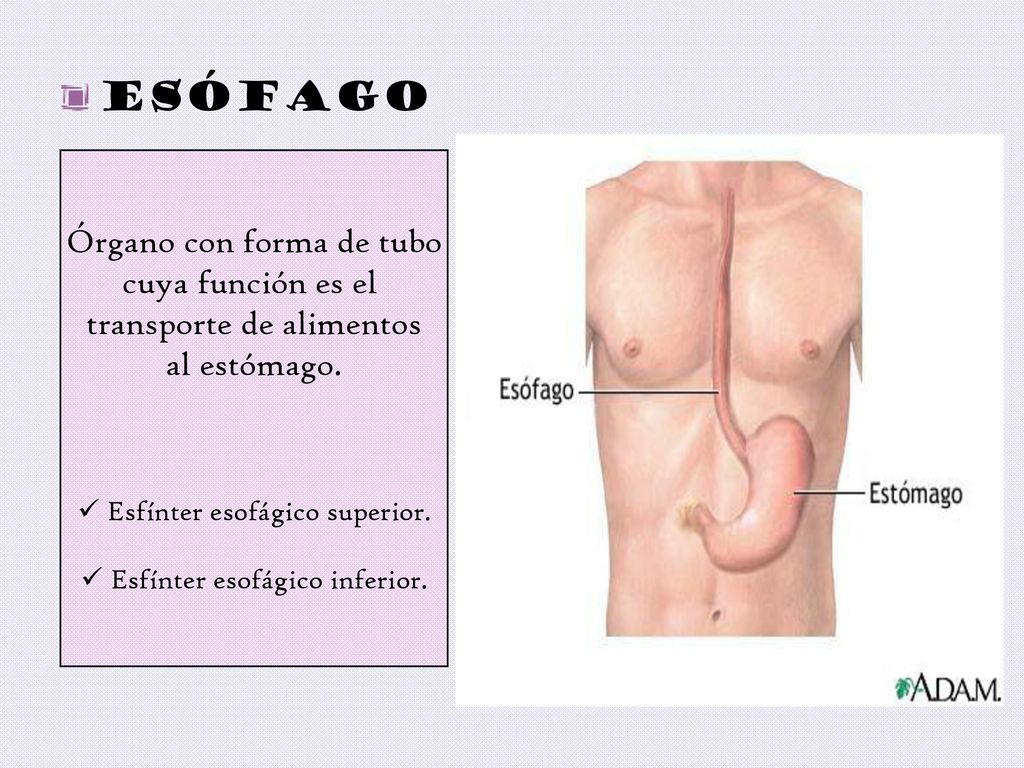 ESÓFAGO Órgano con forma de tubo cuya función es el
