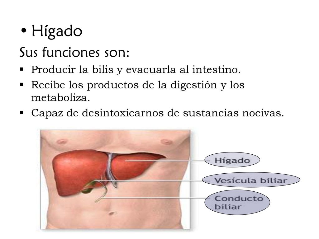 Hígado Sus funciones son: Producir la bilis y evacuarla al intestino.