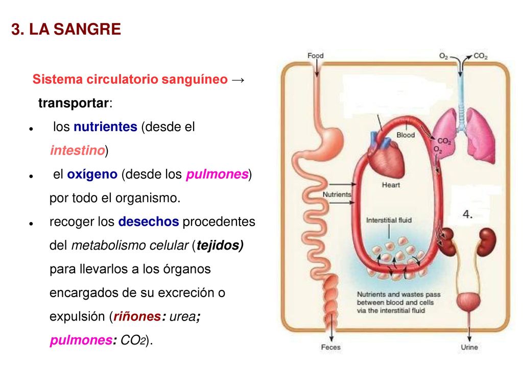3. LA SANGRE Sistema circulatorio sanguíneo → transportar: