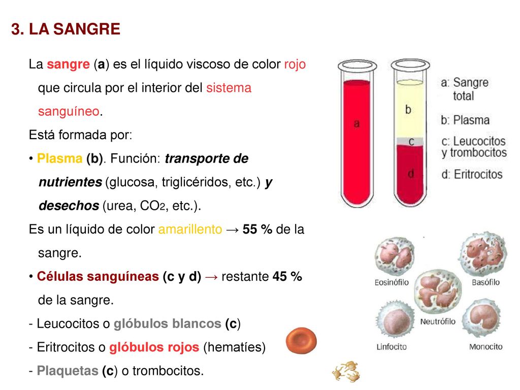 3. LA SANGRE La sangre (a) es el líquido viscoso de color rojo que circula por el interior del sistema sanguíneo.