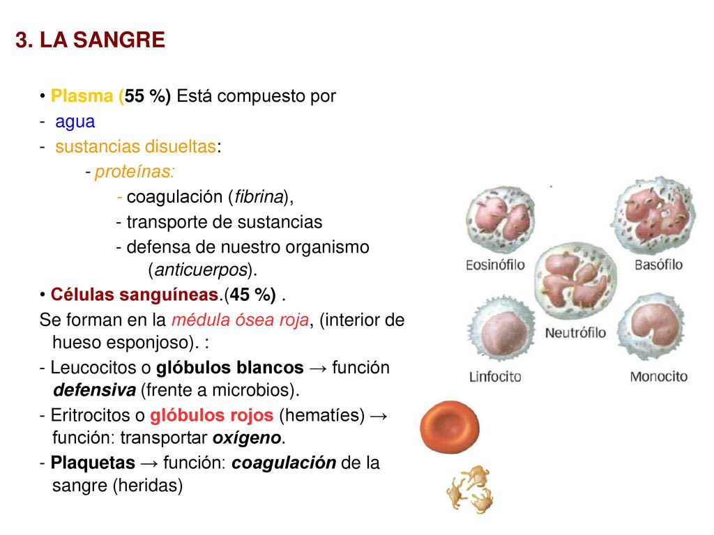 3. LA SANGRE • Plasma (55 %) Está compuesto por - agua