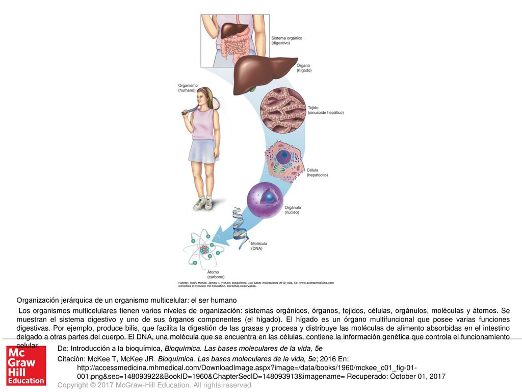 Los organismos multicelulares tienen varios niveles de organización: sistemas orgánicos, órganos, tejidos, células, orgánulos, moléculas y átomos. Se muestran el sistema digestivo y uno de sus órganos componentes (el hígado). El hígado es un órgano multifuncional que posee varias funciones digestivas. Por ejemplo, produce bilis, que facilita la digestión de las grasas y procesa y distribuye las moléculas de alimento absorbidas en el intestino delgado a otras partes del cuerpo. El DNA, una molécula que se encuentra en las células, contiene la información genética que controla el funcionamiento celular.
