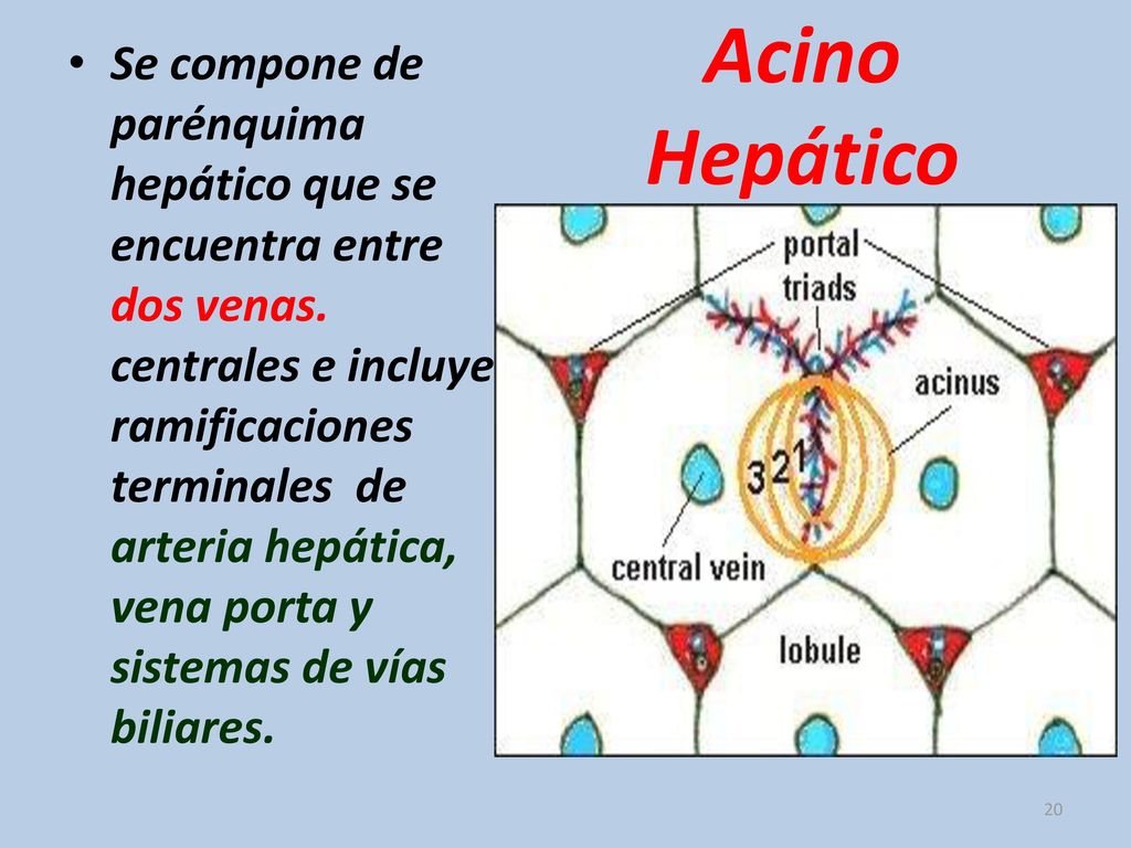 Se compone de parénquima hepático que se encuentra entre dos venas