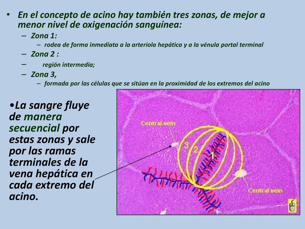 En el concepto de acino hay también tres zonas, de mejor a menor nivel de oxigenación sanguínea: